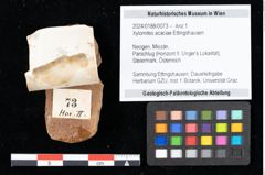 Foto (Objekt + Etikett) von Xylomites acaciae Ettingshausen (NHMW-GEO-2024-0188-0073)